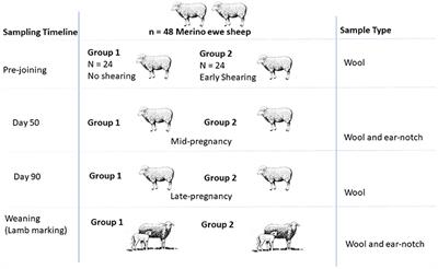 Interplay Between Stress and Reproduction: Novel Epigenetic Markers in Response to Shearing Patterns in Australian Merino Sheep (Ovis aries)